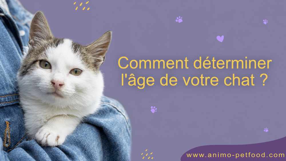 comment-determiner-l-age-de-votre-chat